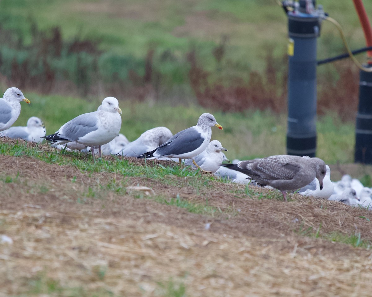 Lesser Black-backed Gull - ML645701579
