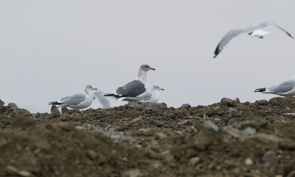 Lesser Black-backed Gull - ML645701580