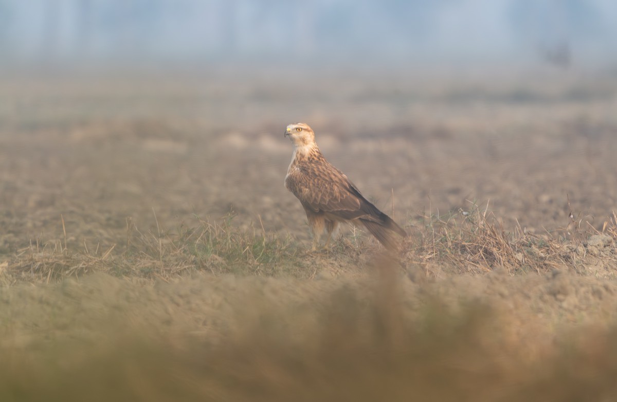 ニシオオノスリ - ML645701581