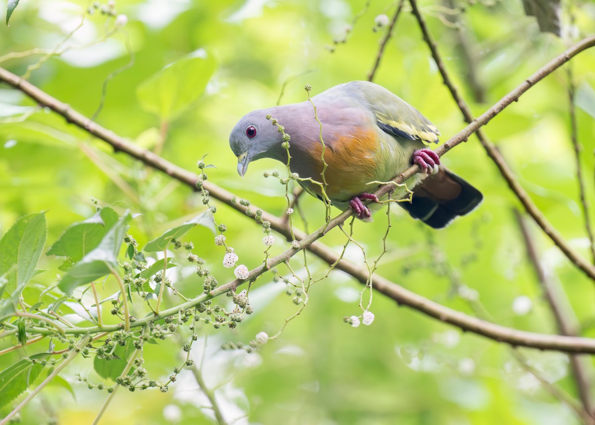 Pink-necked Green-Pigeon - ML645701582