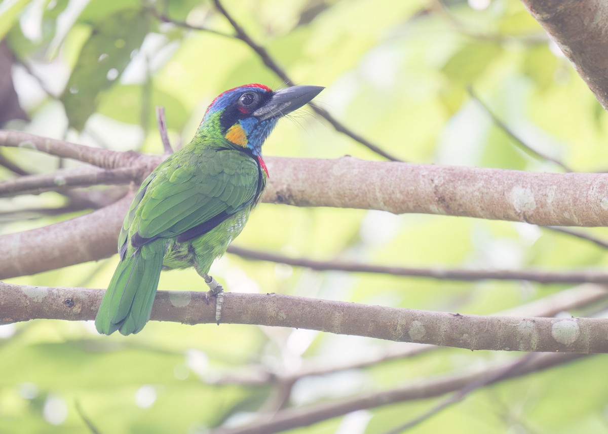 Red-crowned Barbet - ML645701583