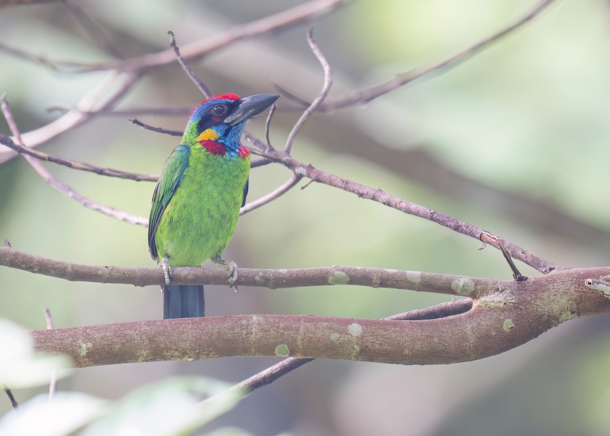 Red-crowned Barbet - ML645701584