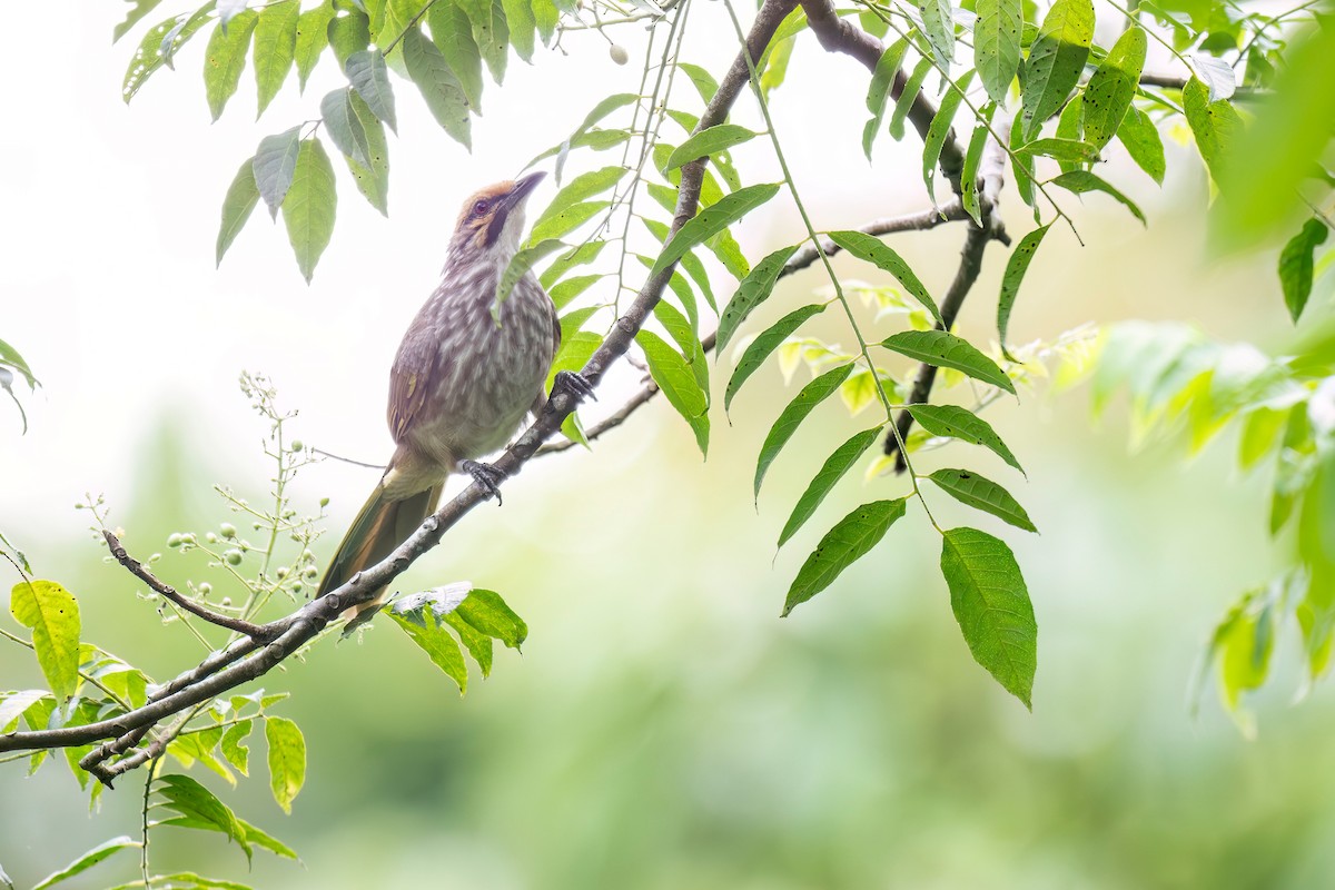 Straw-headed Bulbul - ML645701587