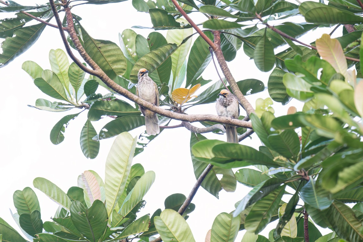 Straw-headed Bulbul - ML645701589