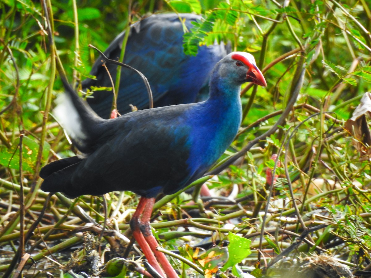 Gray-headed Swamphen - ML645701591