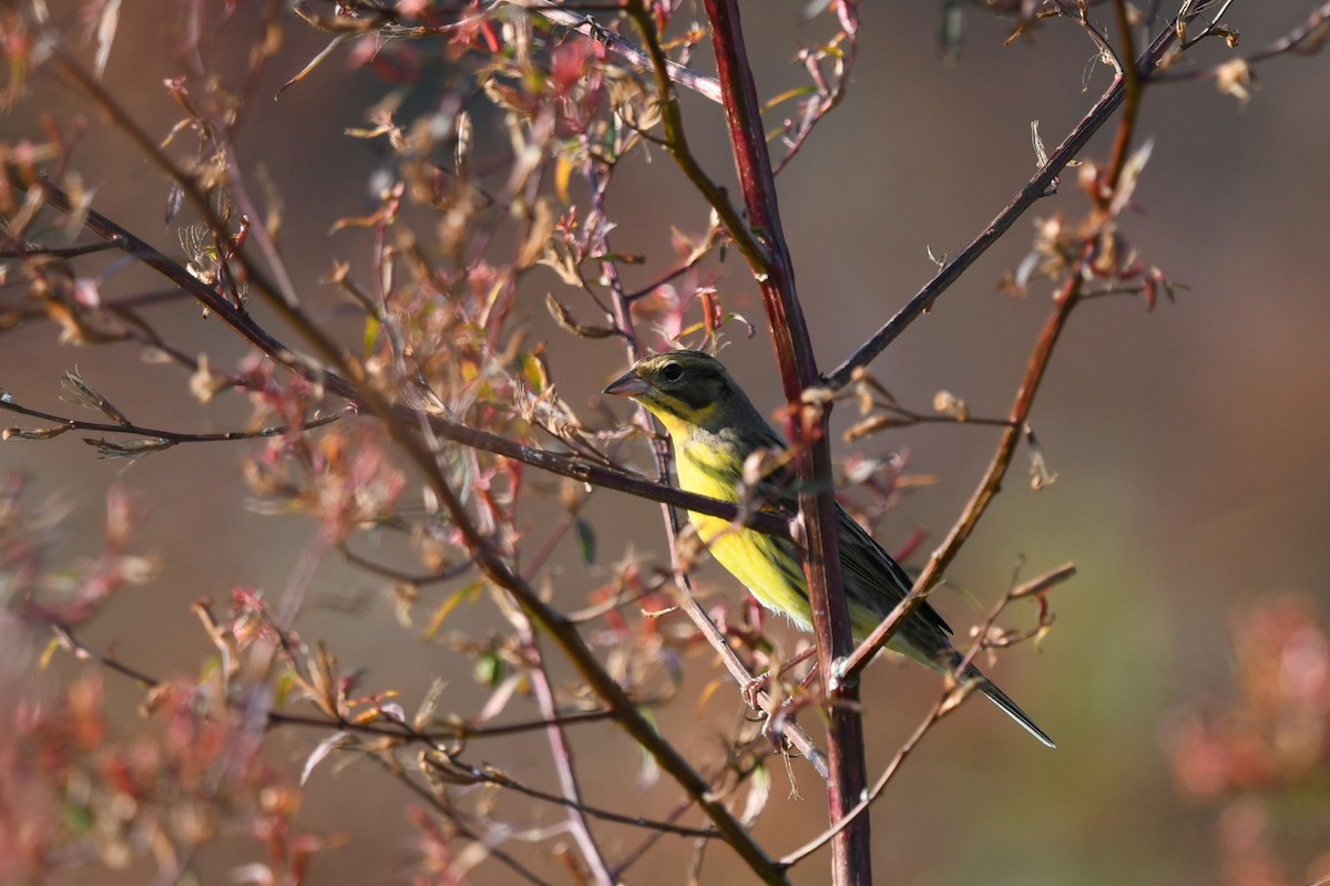 Вівсянка лучна - ML645701594