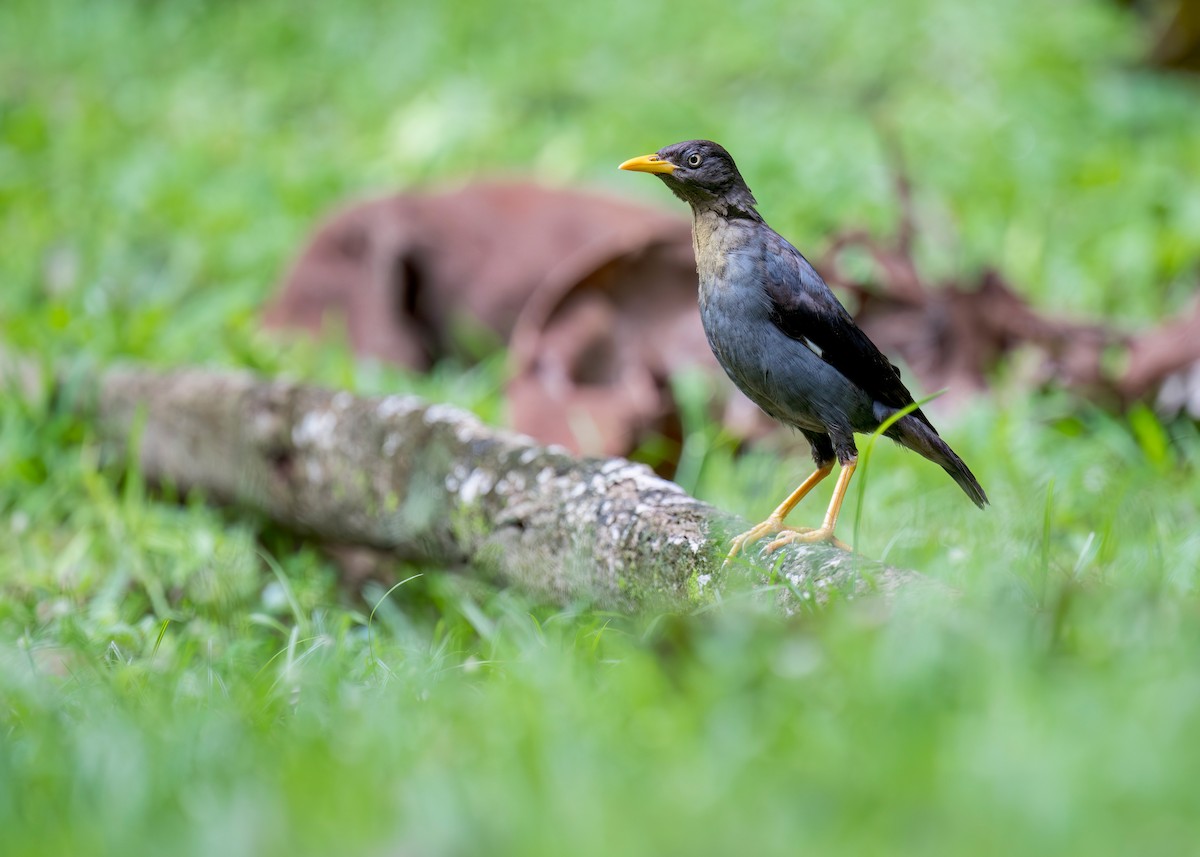 Javan Myna - ML645701595