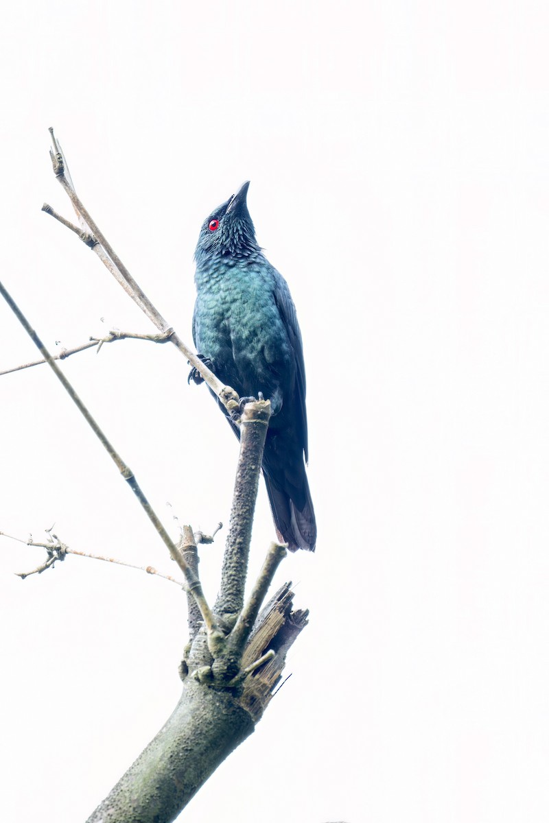 špaček rudooký - ML645701618