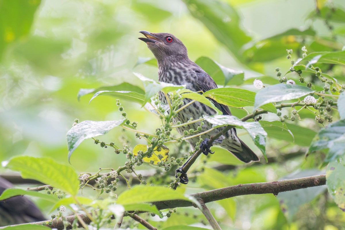 špaček rudooký - ML645701619