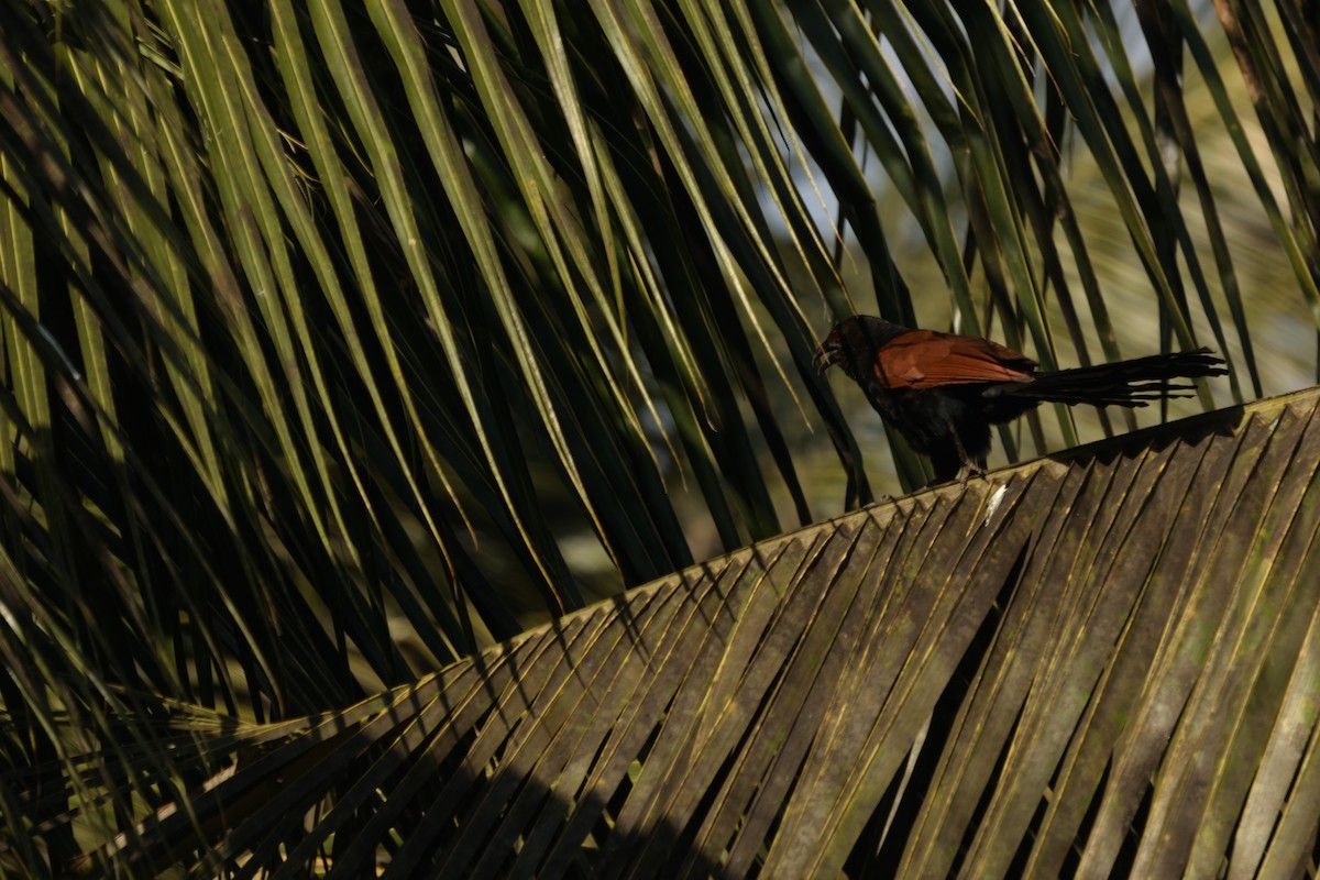 Greater Coucal - ML645701620