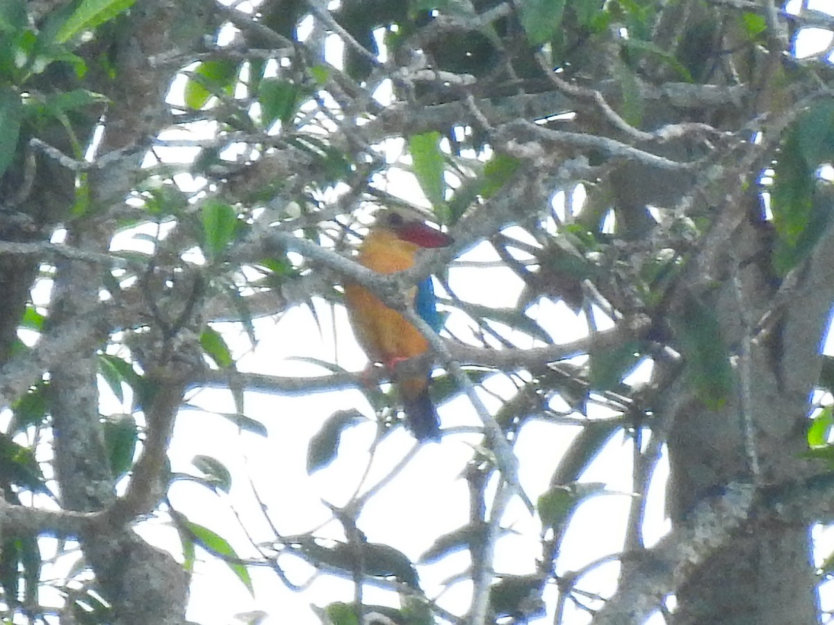 Stork-billed Kingfisher - ML645701622