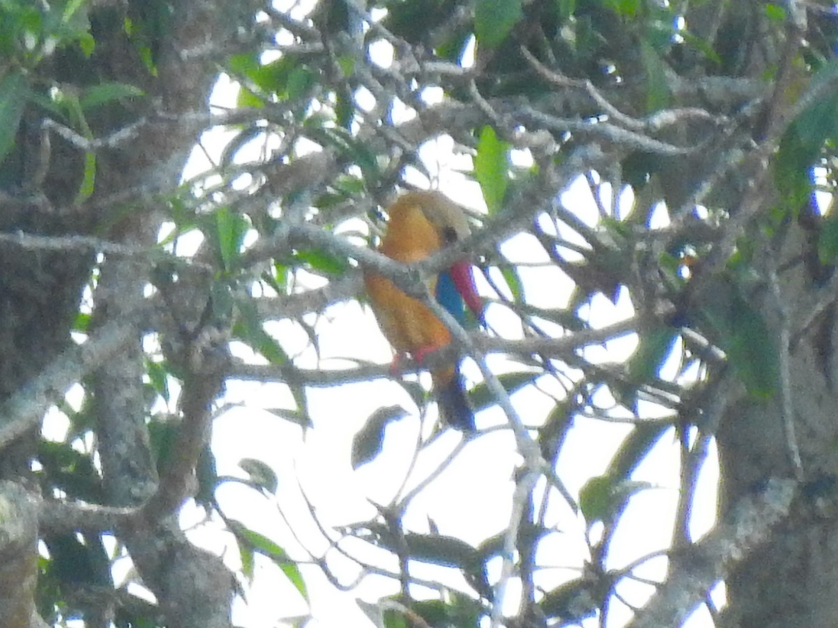 Stork-billed Kingfisher - ML645701623