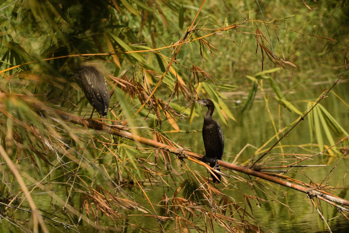 Little Cormorant - ML645701625