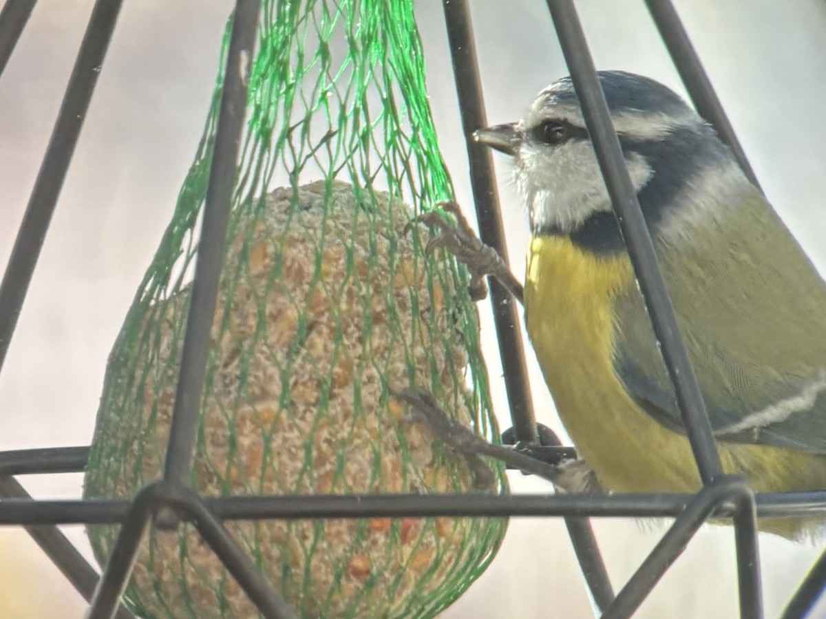 Eurasian Blue Tit - ML645701627