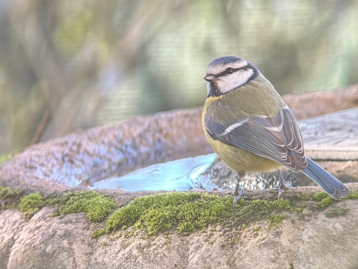 Eurasian Blue Tit - ML645701628