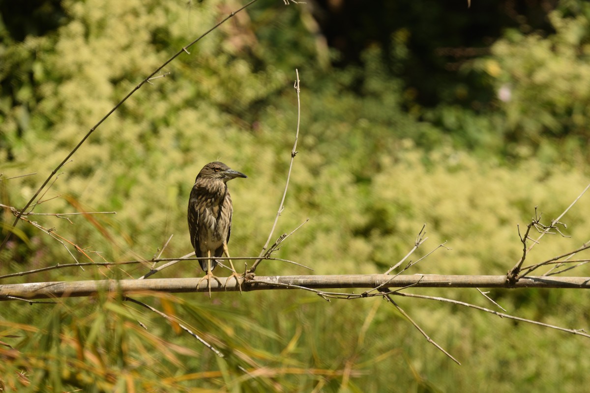Black-crowned Night Heron - ML645701632