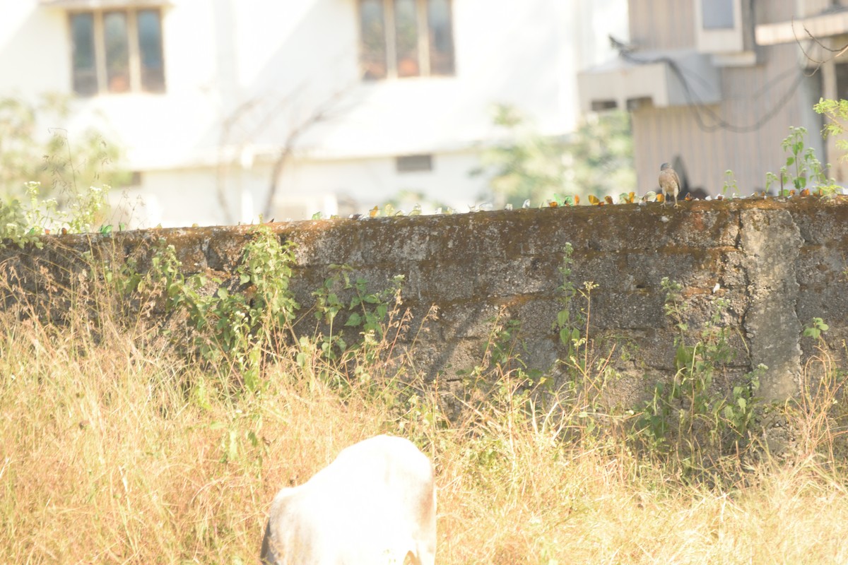 Shikra - ML645701634