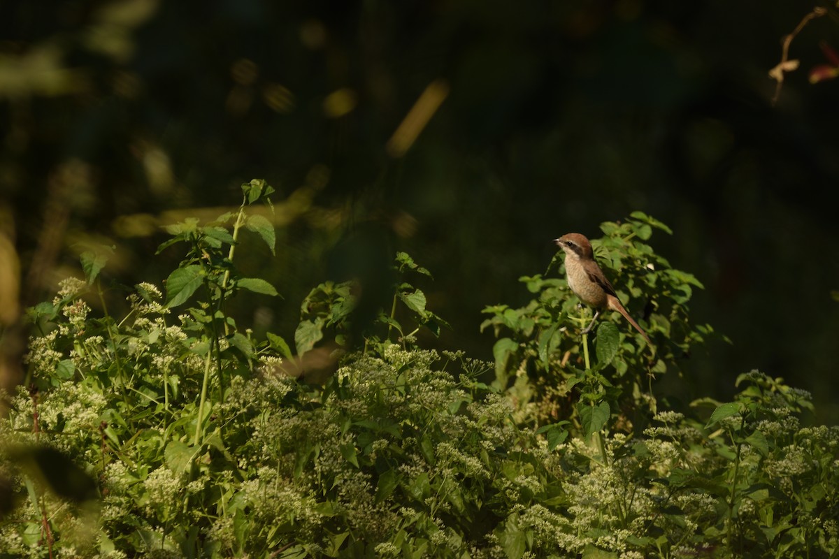 Brown Shrike - ML645701635