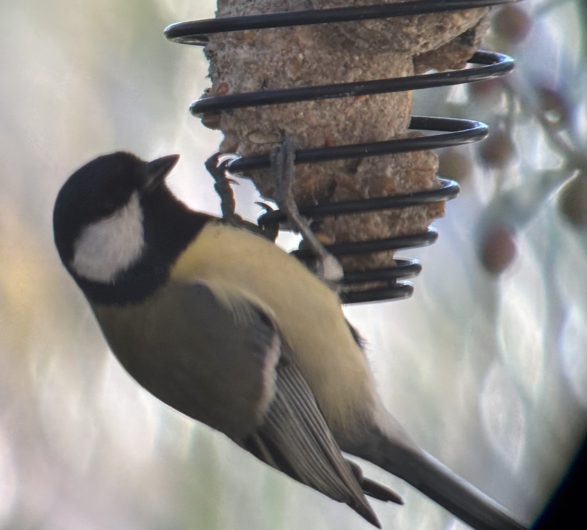 Great Tit - ML645701638