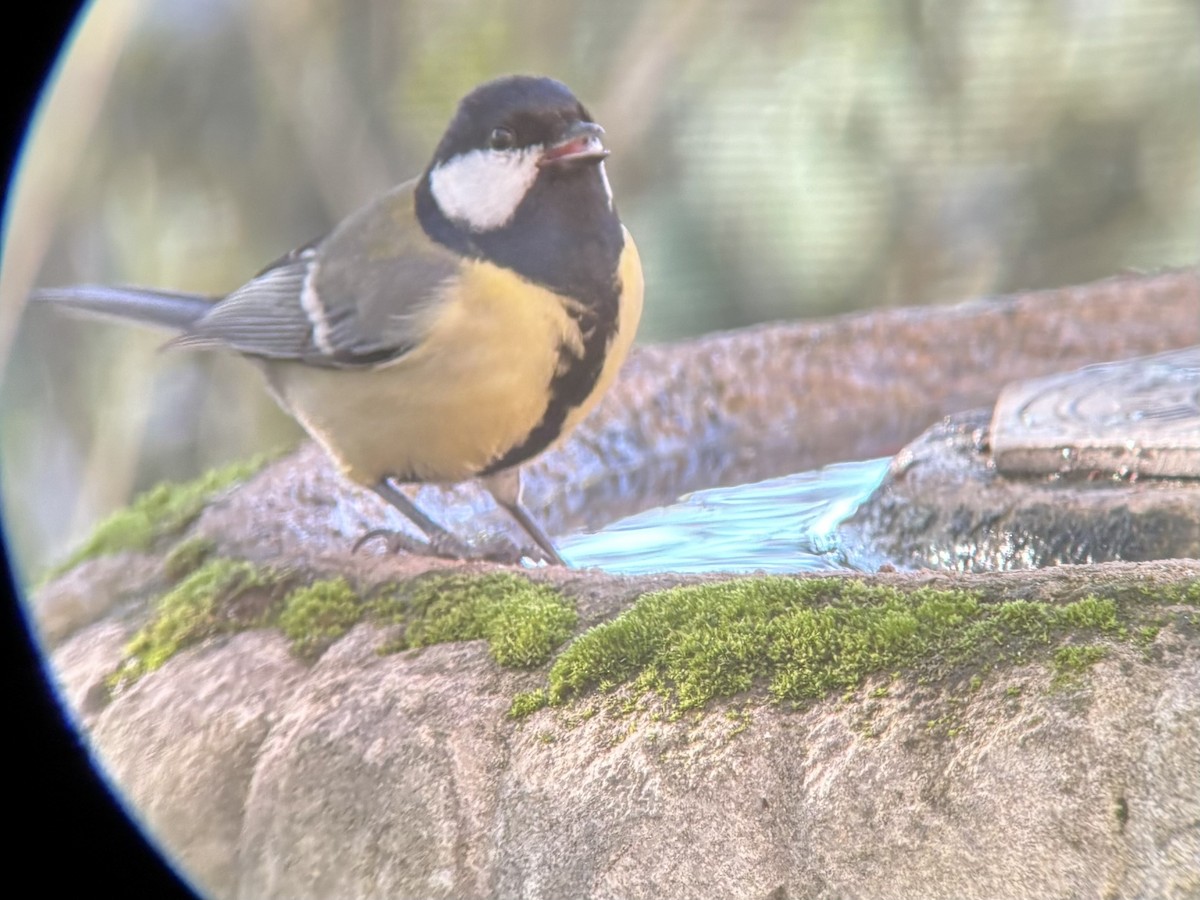 Great Tit - ML645701639