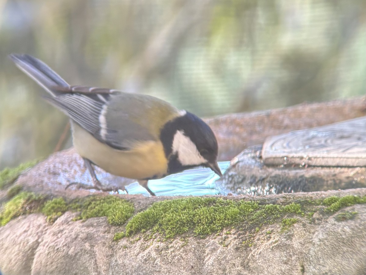 Great Tit - ML645701640