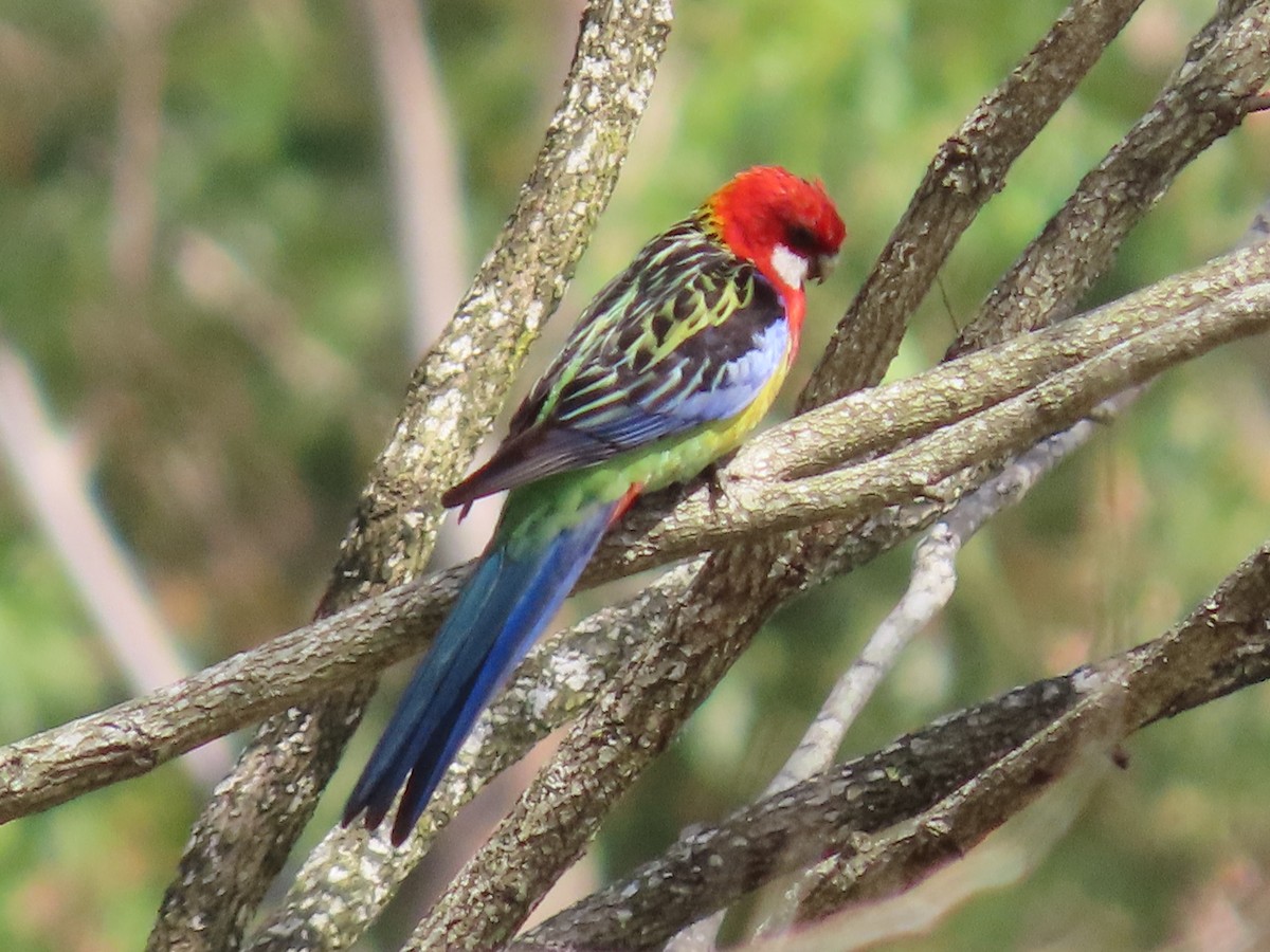 Eastern Rosella - ML645701642