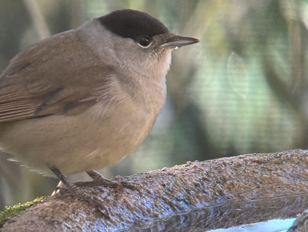 Eurasian Blackcap - ML645701647