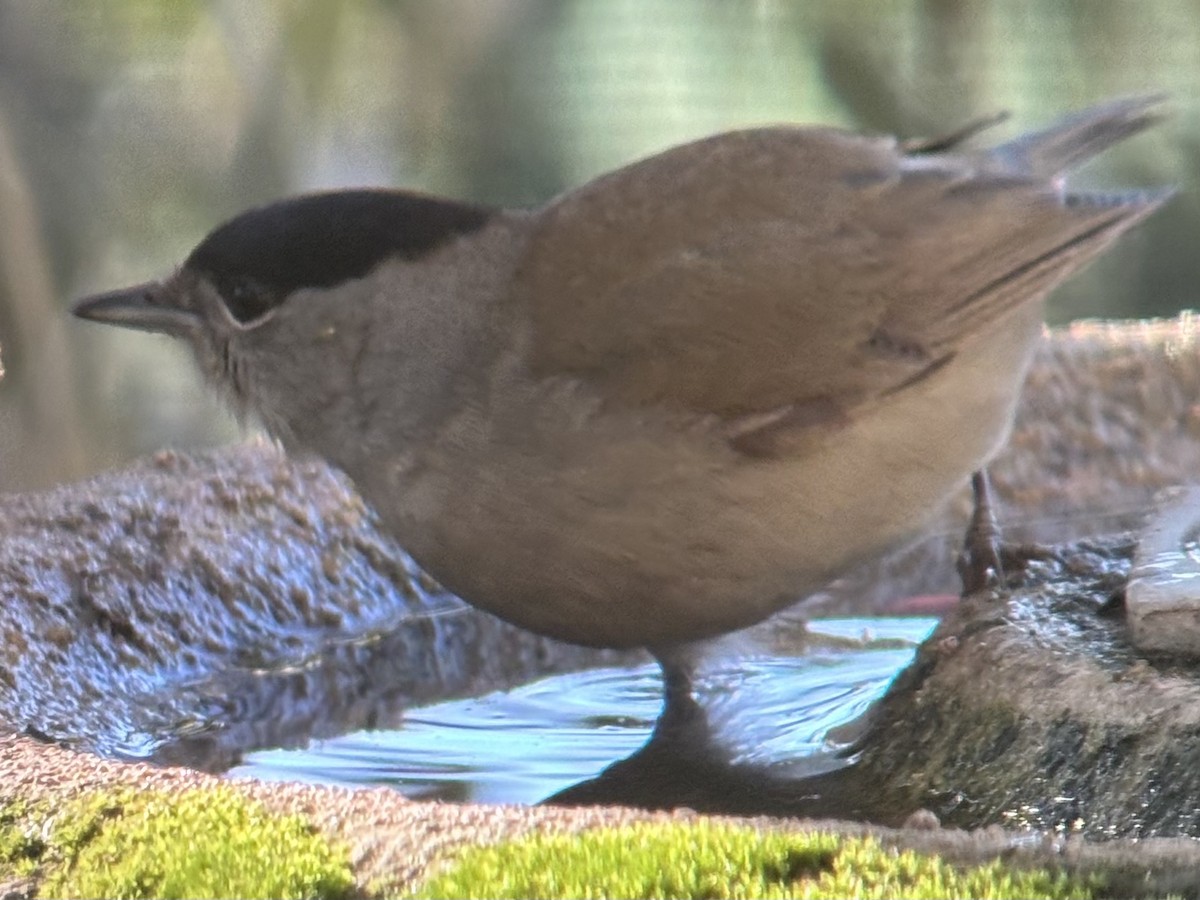 Eurasian Blackcap - ML645701649