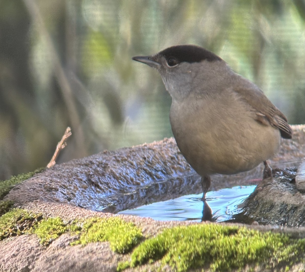 Eurasian Blackcap - ML645701650