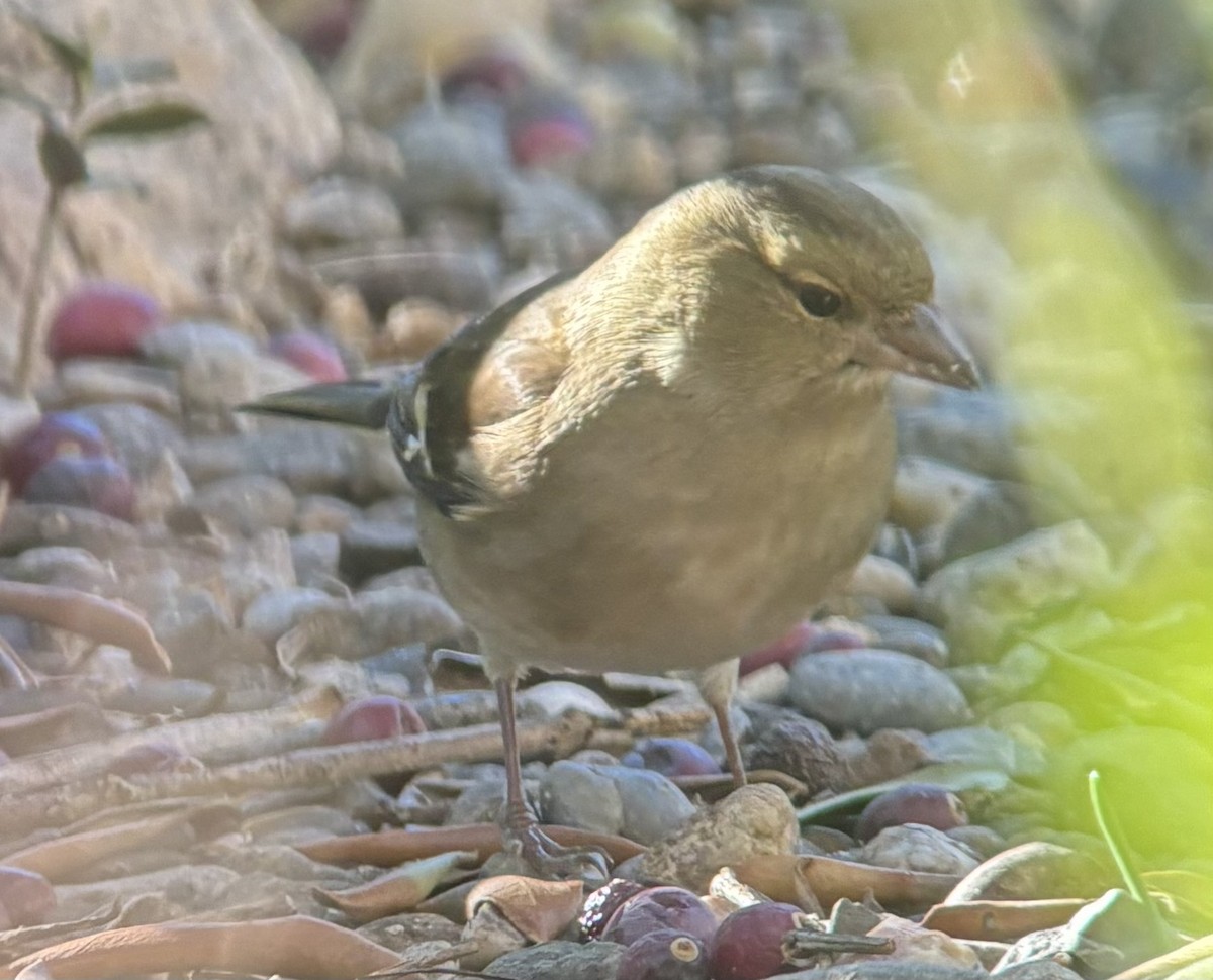 Common Chaffinch - ML645701656