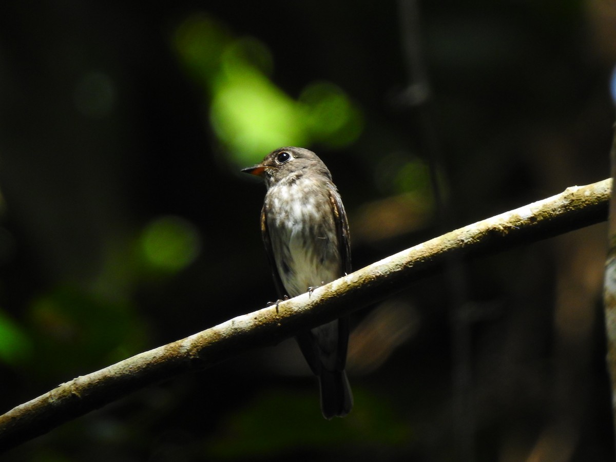 Dark-sided Flycatcher - ML645701660