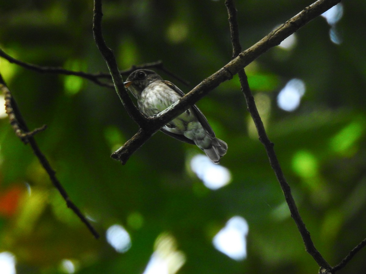 Dark-sided Flycatcher - ML645701661