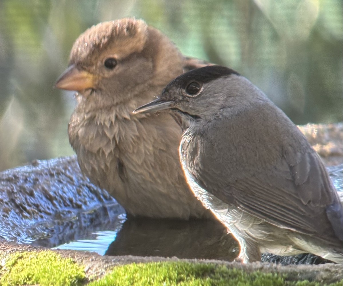 House Sparrow - ML645701662