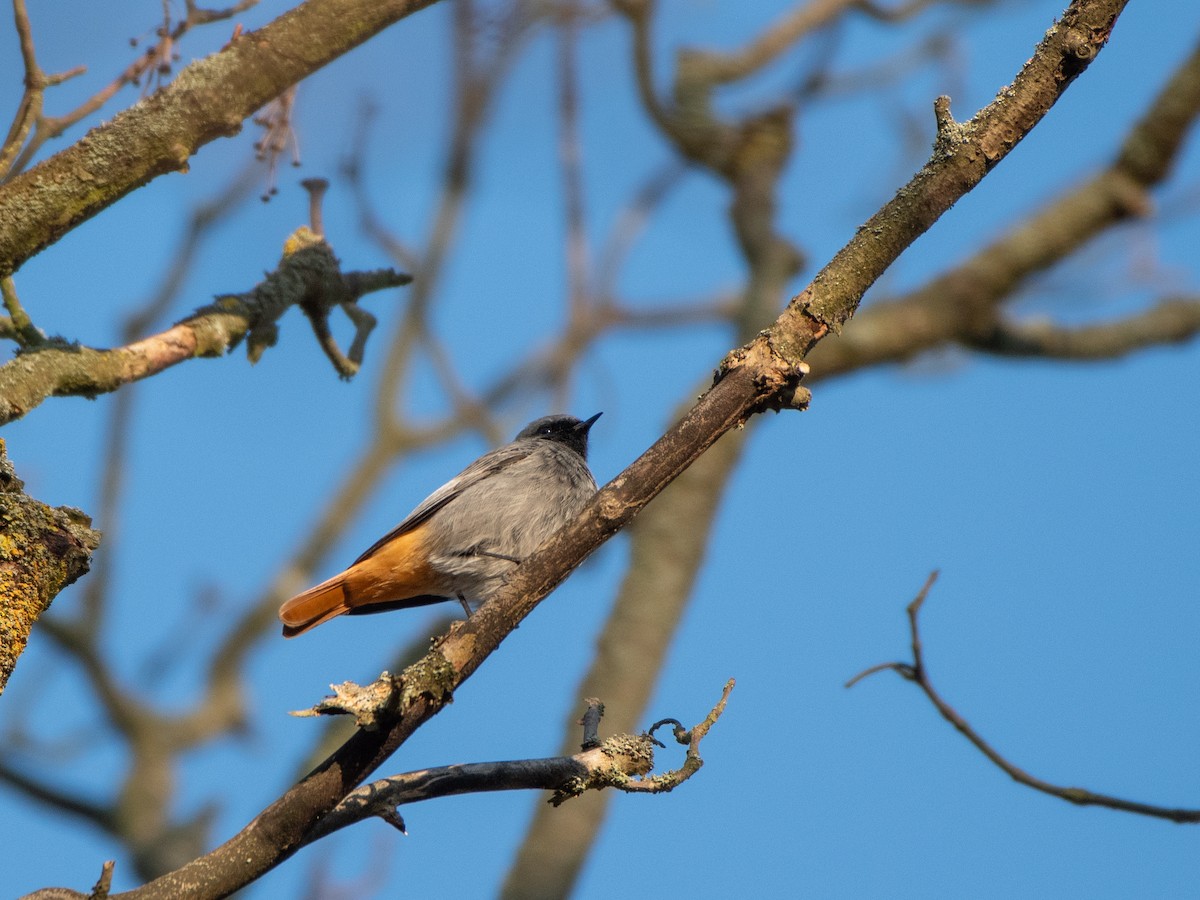 Black Redstart - ML645701664