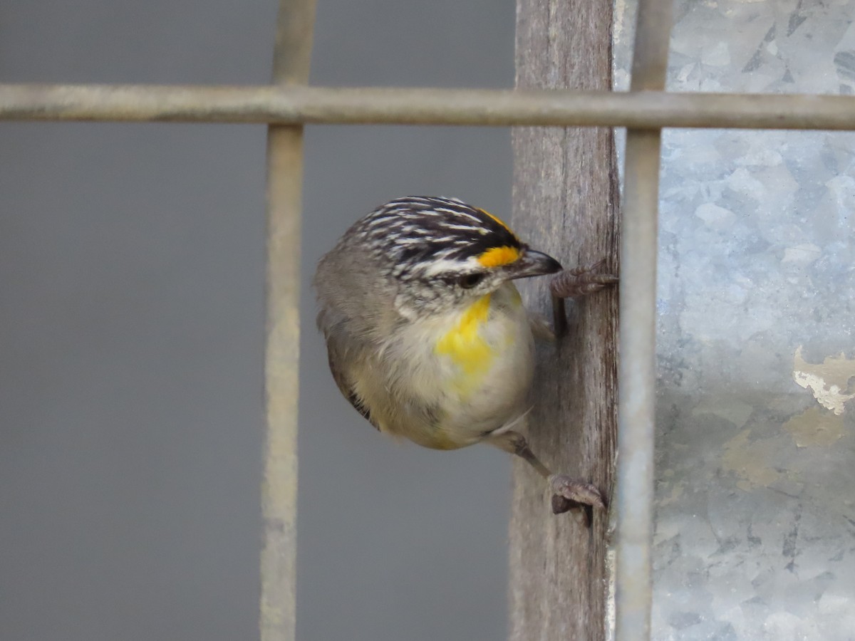 Striated Pardalote - ML645701665