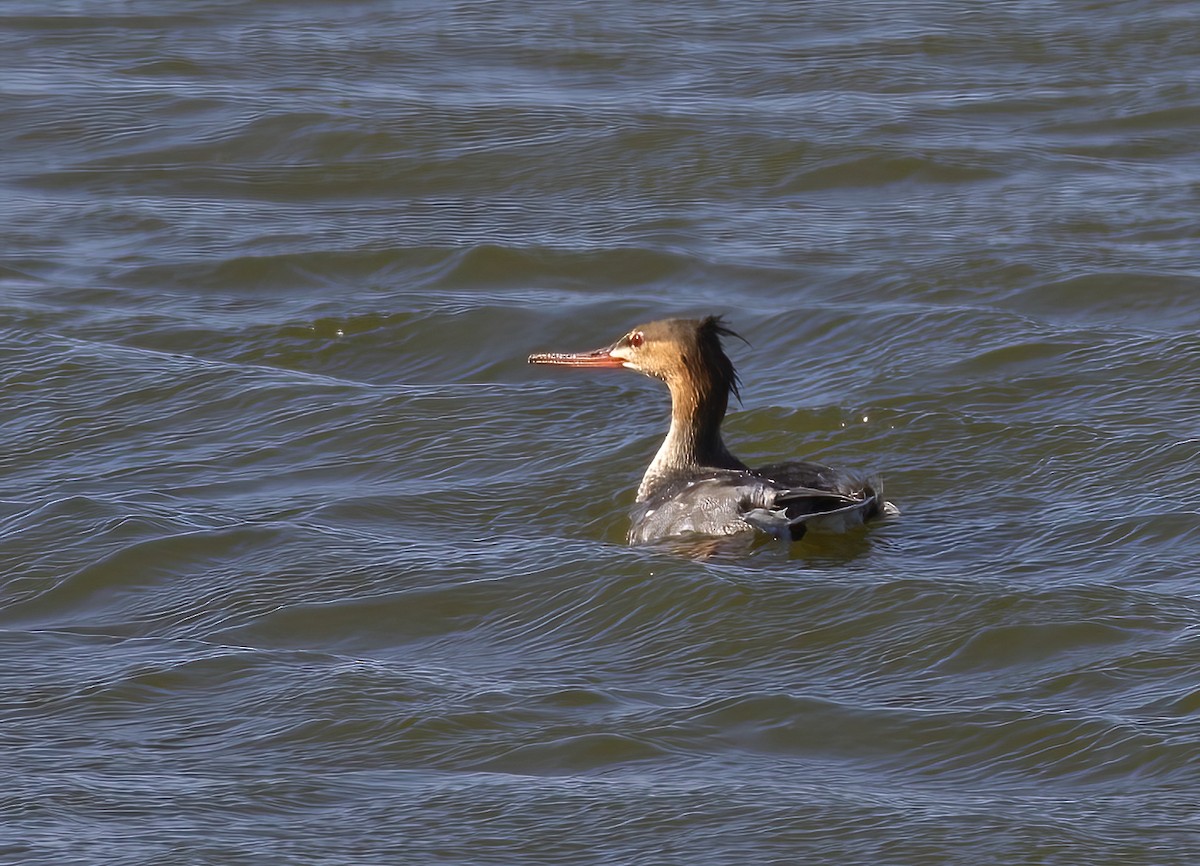 Red-breasted Merganser - ML645701666