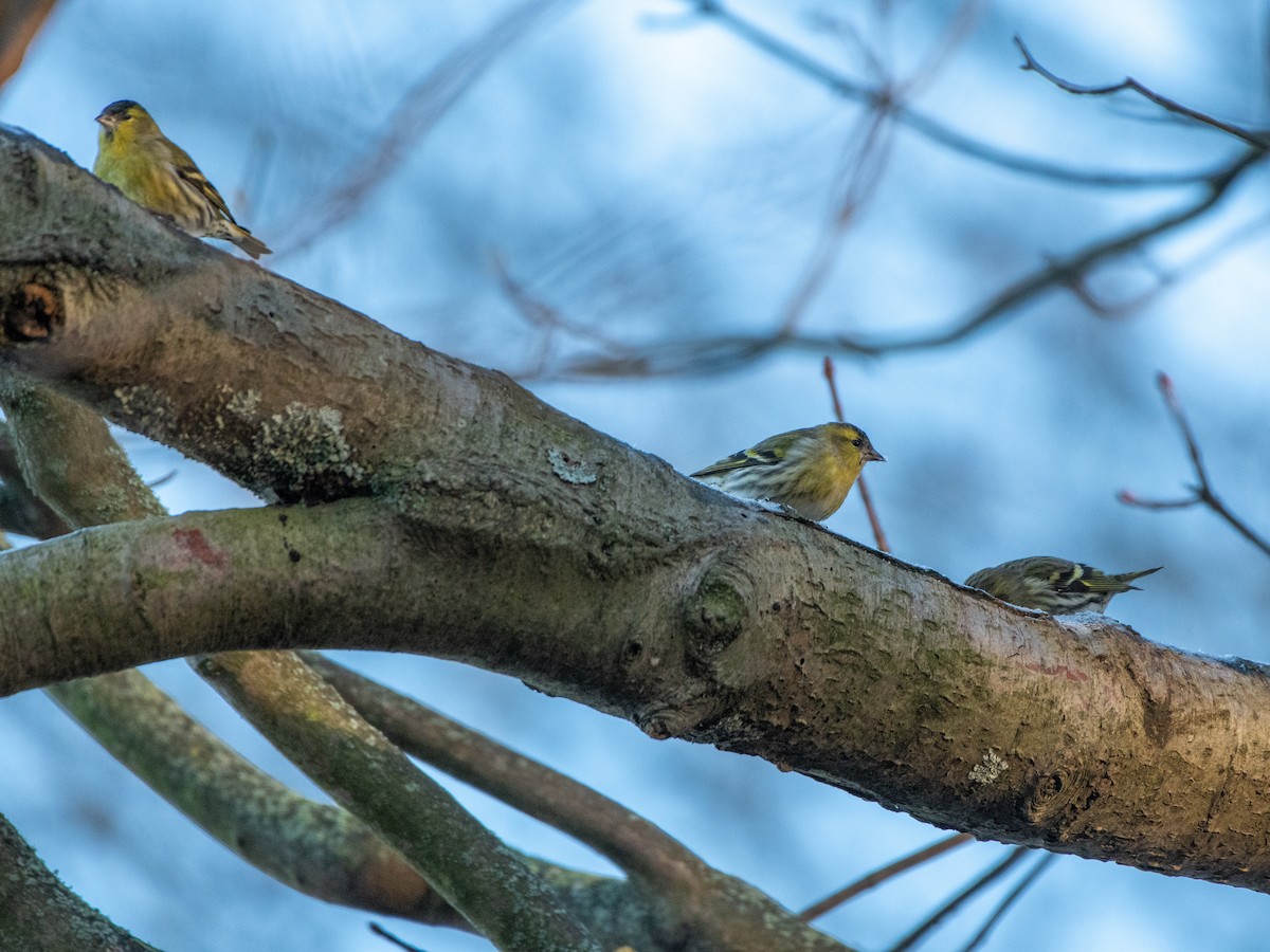 Eurasian Siskin - ML645701667