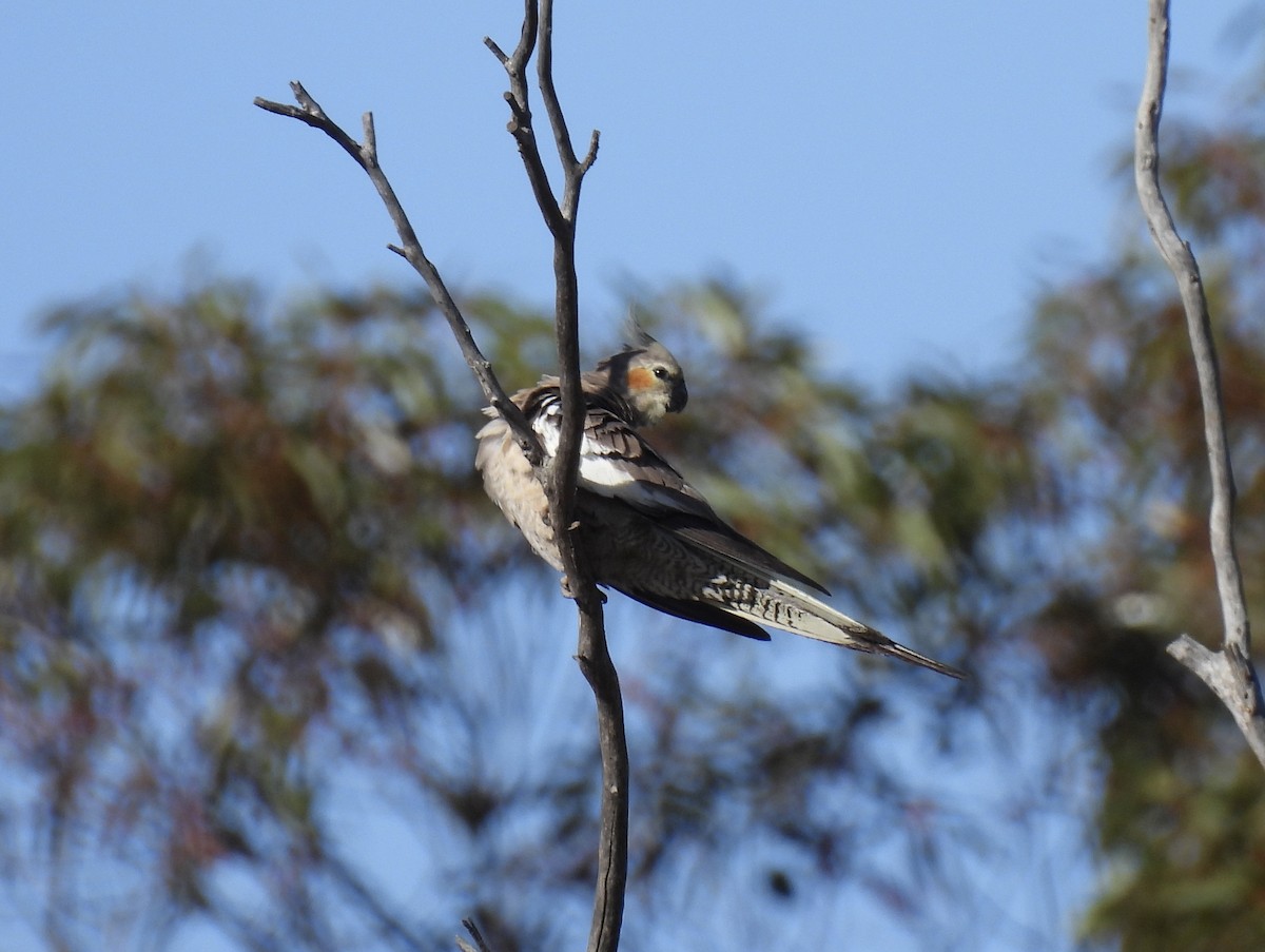 Cockatiel - ML645701668
