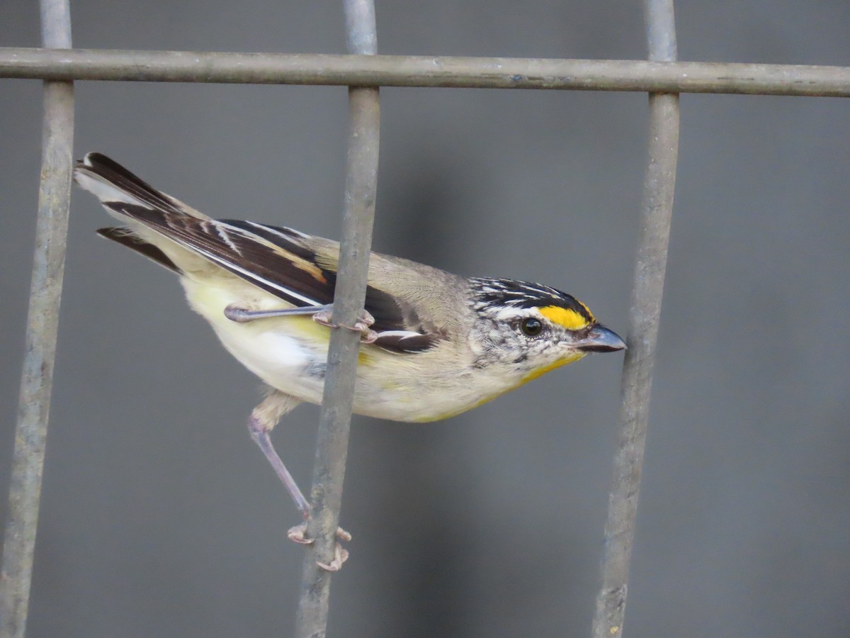 Striated Pardalote - ML645701669