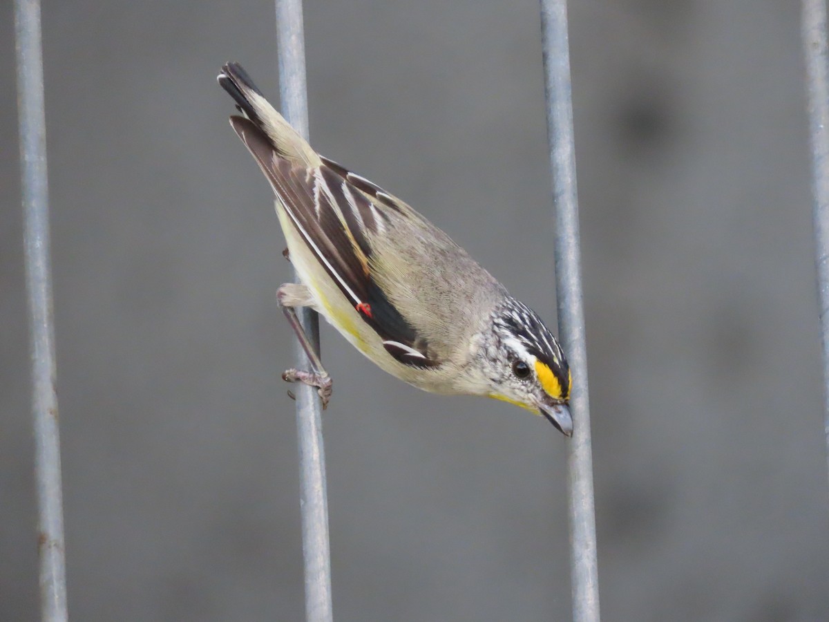 Striated Pardalote - ML645701672