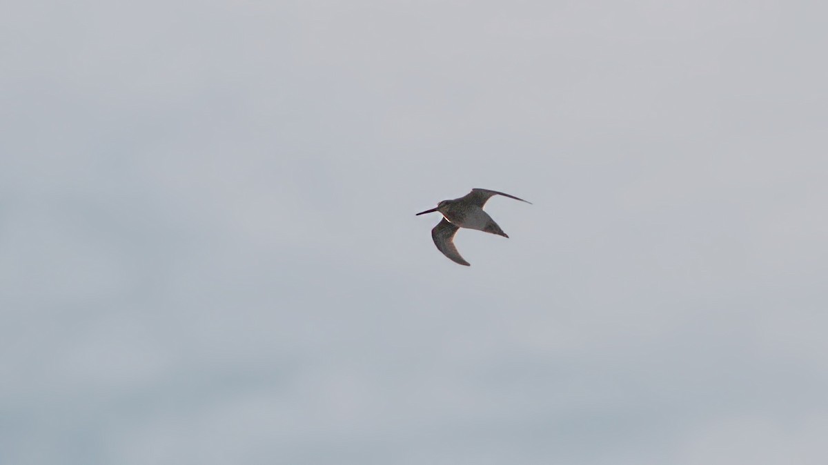 Common Snipe - ML645701674