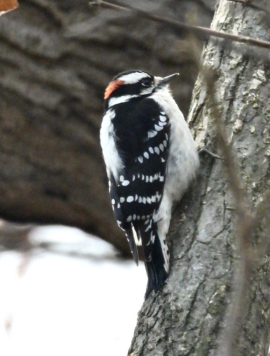 Downy Woodpecker - ML645701675