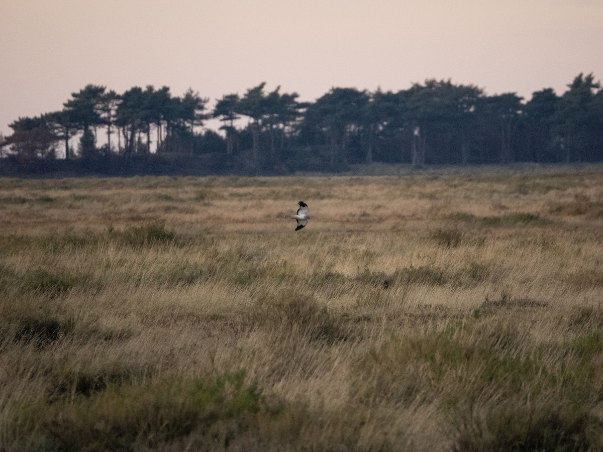 Hen Harrier - ML645701680