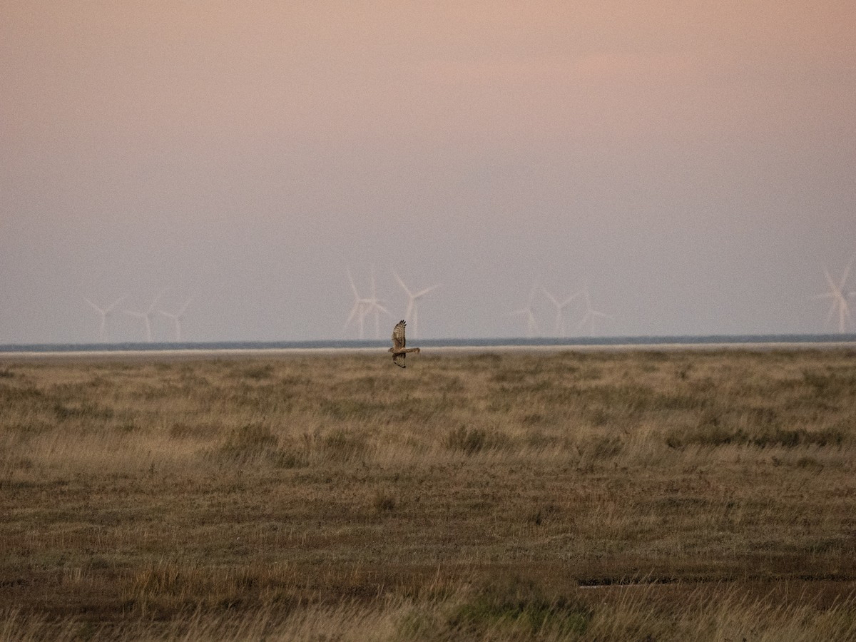 Hen Harrier - ML645701681