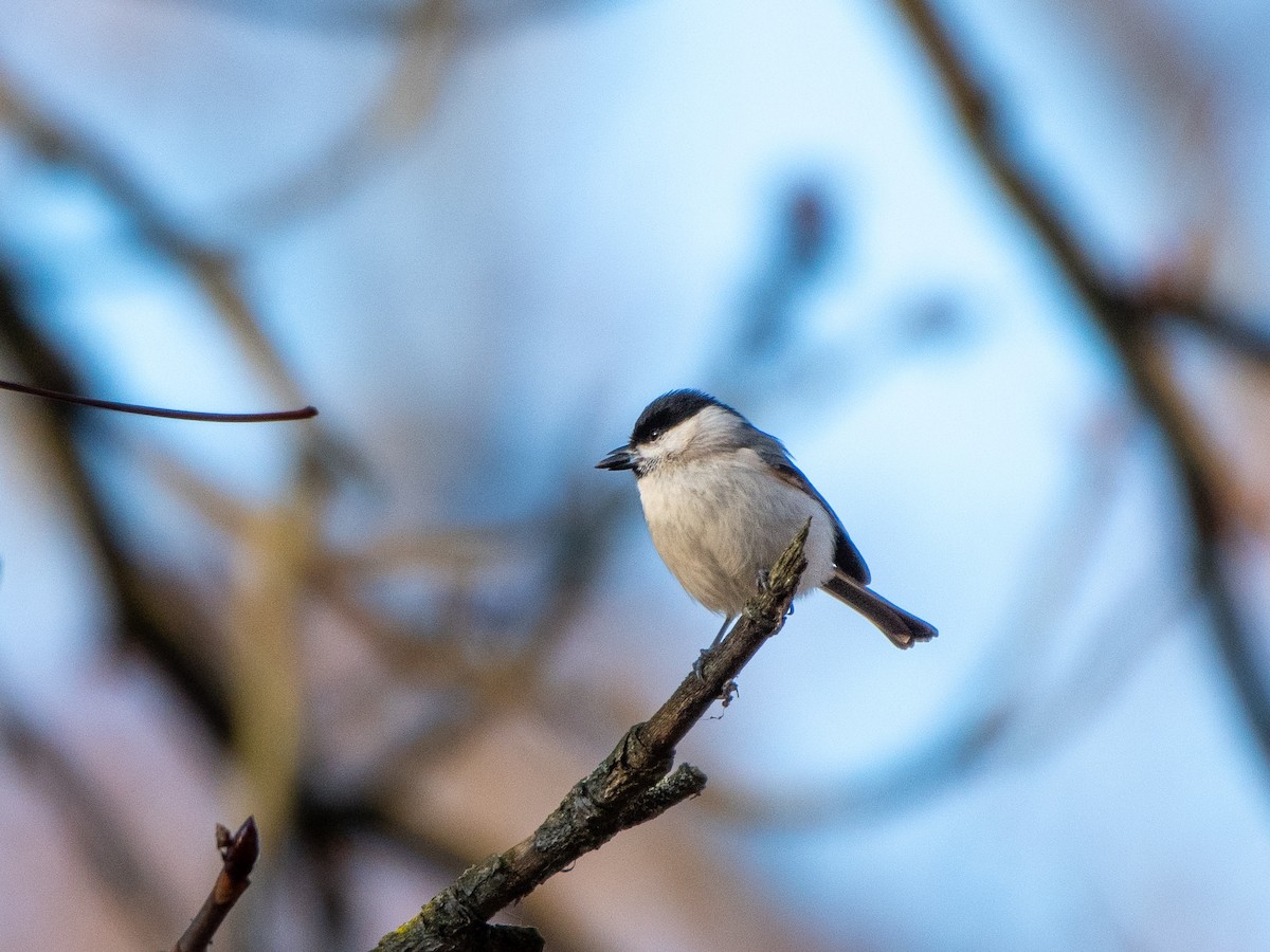 Marsh Tit - ML645701682