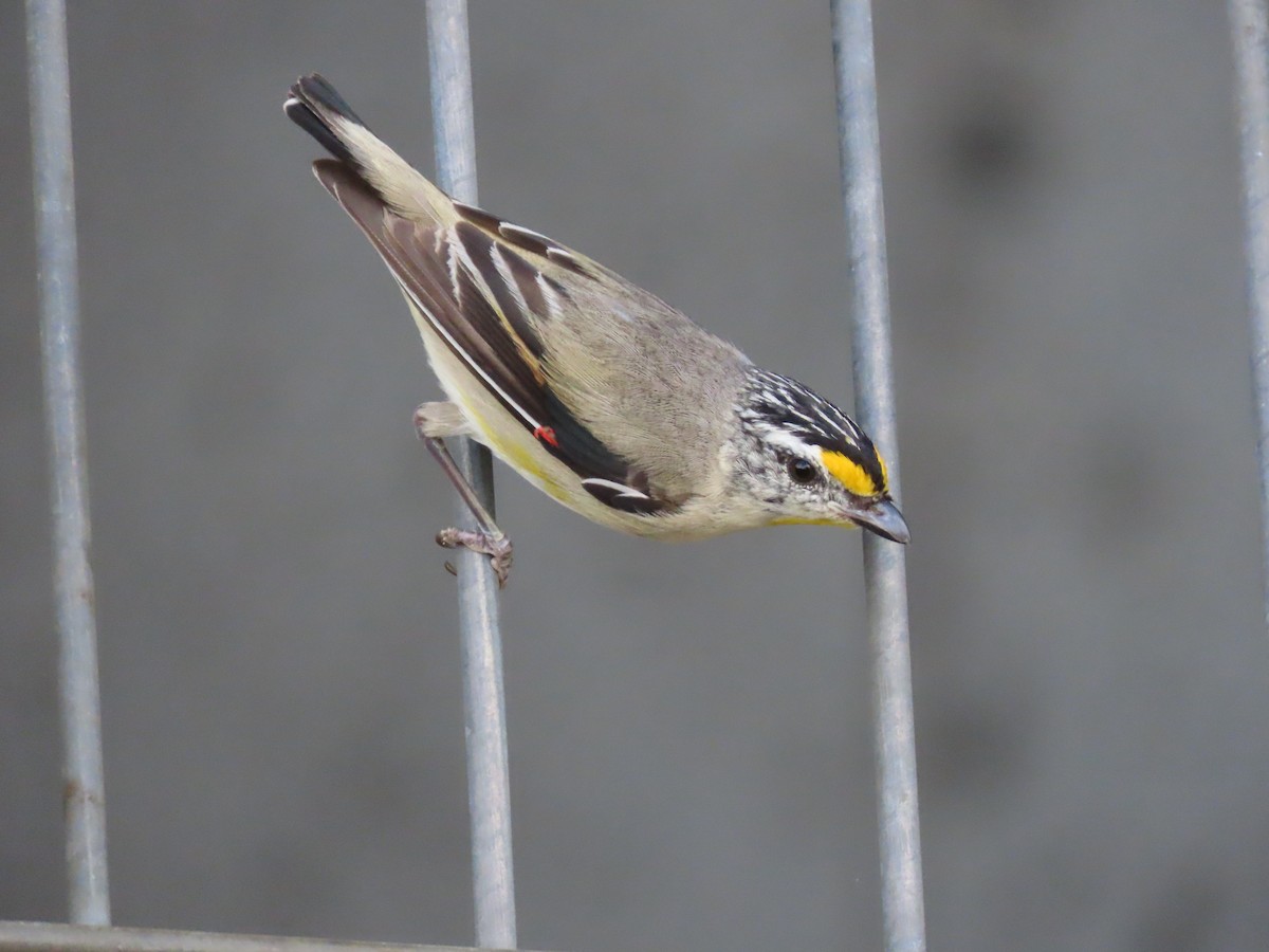 Striated Pardalote - ML645701683