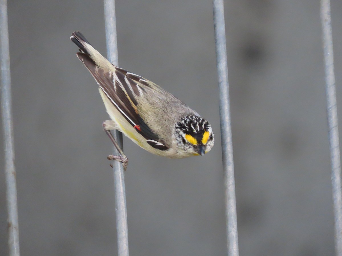 Striated Pardalote - ML645701684