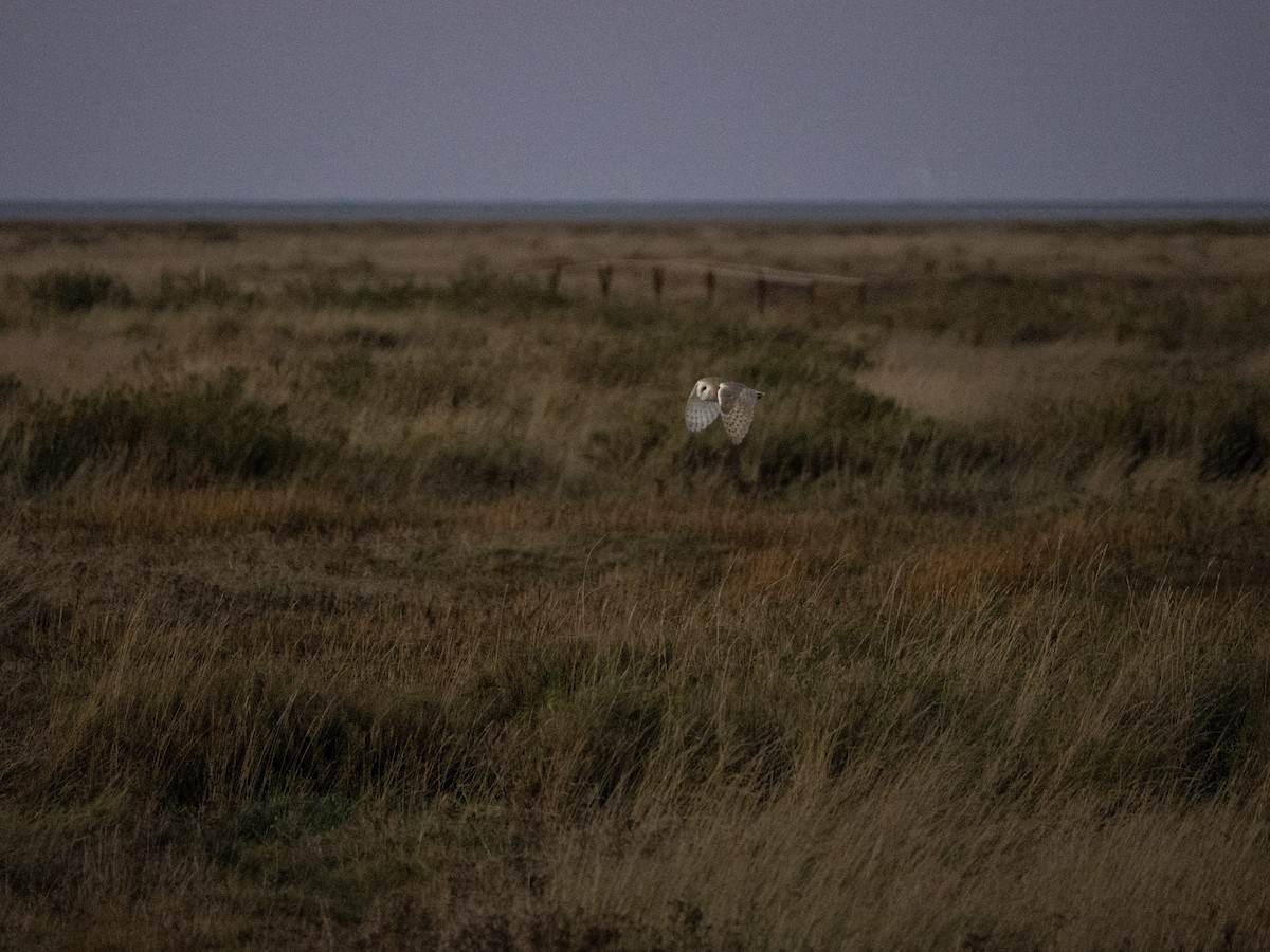 Western Barn Owl - ML645701688