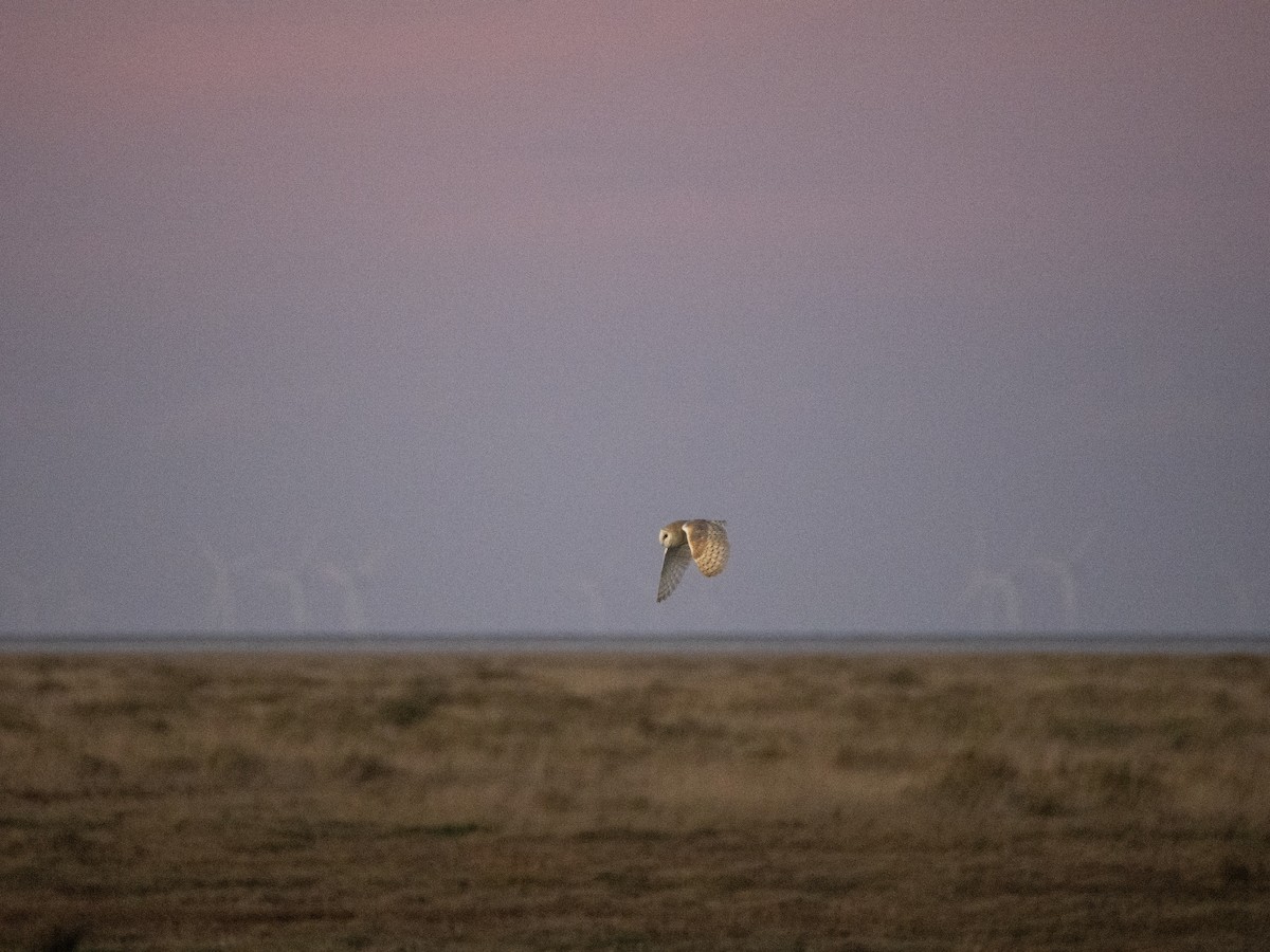 Western Barn Owl - ML645701689