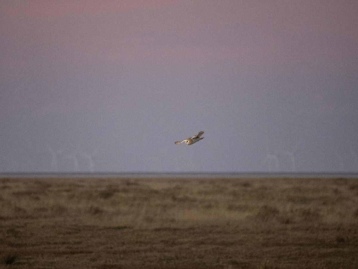 Western Barn Owl - ML645701690